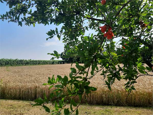 Terreno agricolo Vedelago